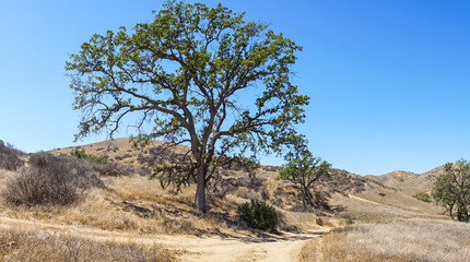 Fototapeta na wymiar California Hills Panorama