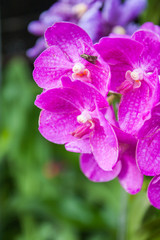 Fototapeta na wymiar Flora orchid