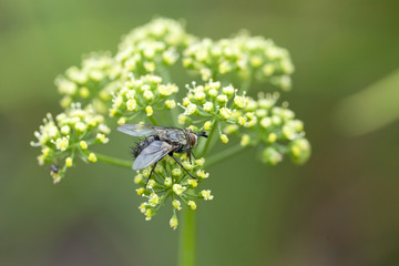 Fly in big detail in the green Nature