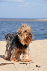 Yorkshire Terrier dog on the beach