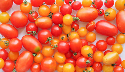 Tomato vegetables