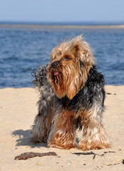 Yorkshire Terrier dog on the beach