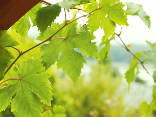 Detailed view of the hanging vine leaves. In the background landscape with a lake.