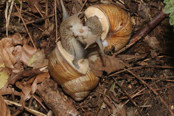 Zwei Weinbergschnecken bei der Paarung, Helix pomatia