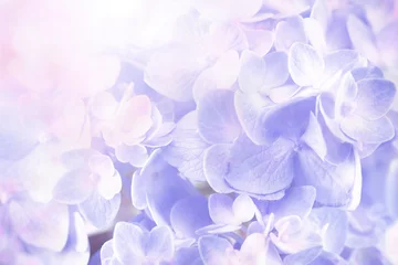 Foto op Canvas zoete hortensia bloemen achtergrond © Cozine