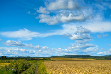 Agricultural field with blue sky
