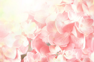 Obraz premium sweet hydrangea flowers background