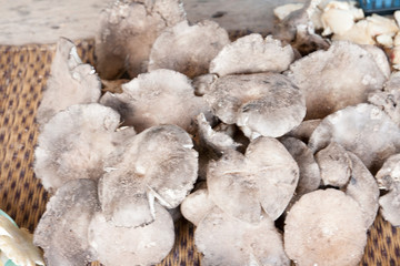 mushroom keep in forest.