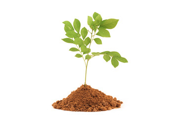 Growing young plant isolate on white background.