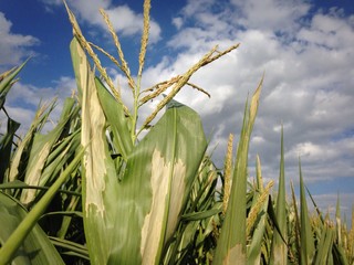 Trockenschäden an Mais