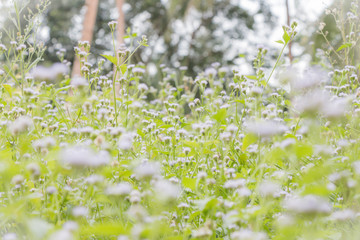 Abstract grass flowers on field