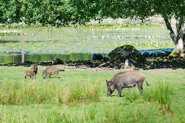 Wild boars family on the lake coast