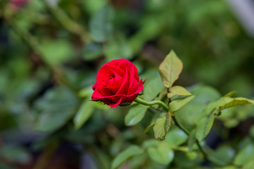 Red rose in garden