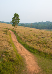 Fototapeta na wymiar Green meadow,Khao Yai National Park Thailand