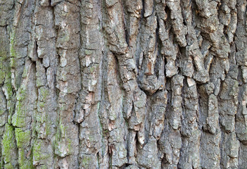 bark of oak tree