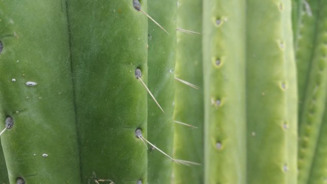 Planta tunera