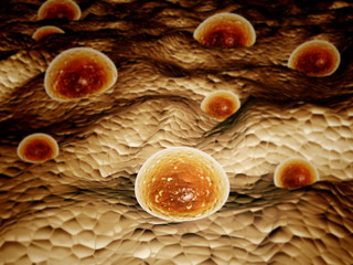 Colony of pathogenic bacteria