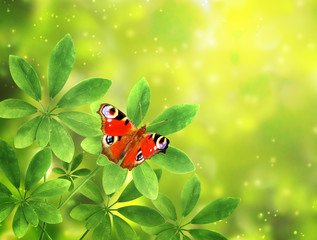 Green leaves and butterfly on sunny background