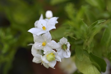 Obraz premium Surfinia bianca