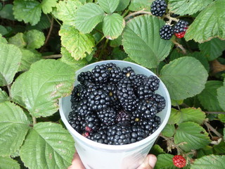 Fresh blackberries (Rubus sectio Rubus) Rosaceae family. Hanover, Germany