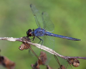 Blue dragonfly