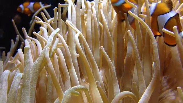 Aquarium
