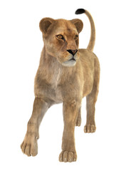 Obraz premium Female Lion