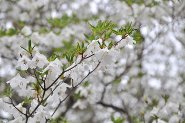 ゴヨウツツジ　霧の中の花