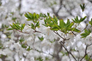 ゴヨウツツジ　霧の中の花