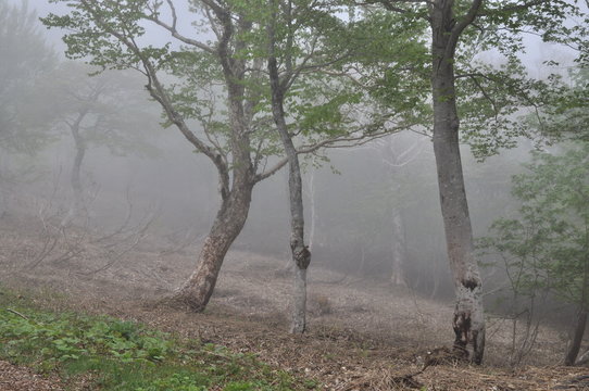 Fototapeta 霧　森　山