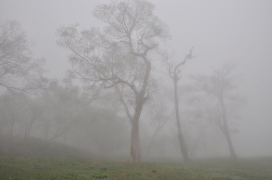Fototapeta 霧　森　山
