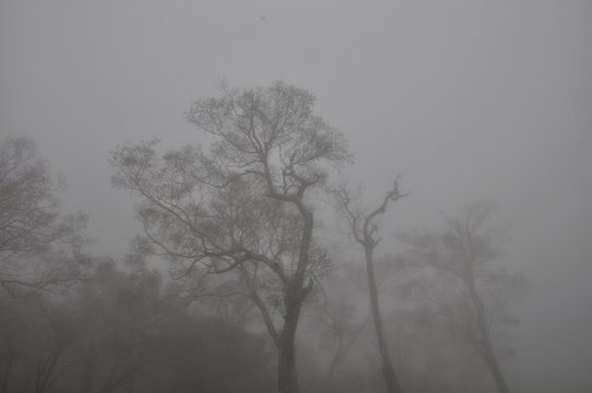 Fototapeta 霧　森　山
