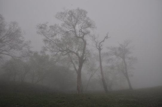 Fototapeta 霧　森　山