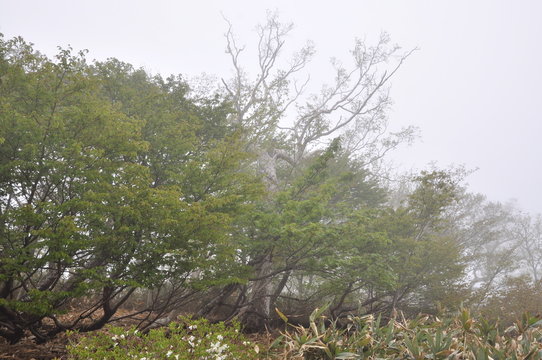 Fototapeta 霧　森　山