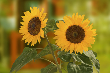 Sonnenblume, Helianthus annuus, gehört zur Familie der Korbblütler.