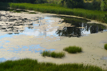  leaves are blooming water lilies and algae on the river