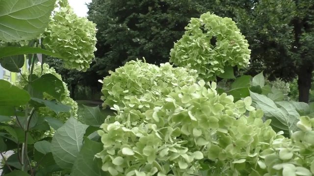 Green Hydrangea flower background 
