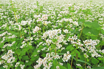 Field of buckwheat