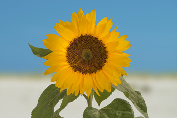 Sonnenblume, Helianthus annuus, gehört zur Familie der Korbblütler.