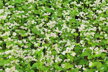 Field of buckwheat
