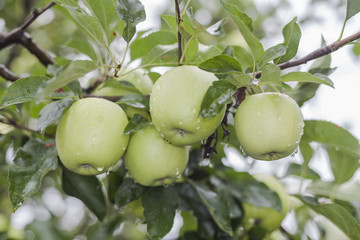 Four Green Apples