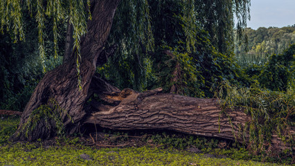 Weide Alter Baum