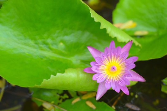 Lotus