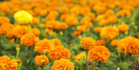 background blurred bed covered with red marigolds