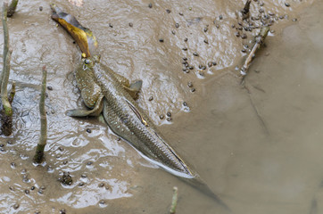 Mudskipper Fish