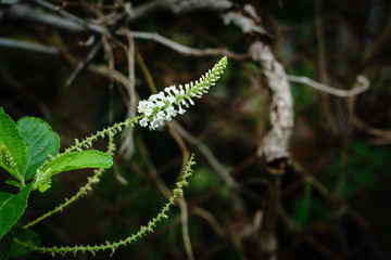 White Buddleja Paniculata Flower