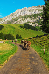 Cows grazing in a typical Alpine landscape