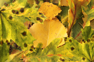 Autumn yellow leaves as a background image