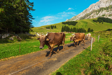 Cows grazing in a typical Alpine landscape