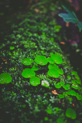 small plant growing on bark